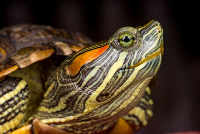 Close-up of lizard