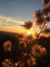 Silhouette plants by sea against sky during sunset