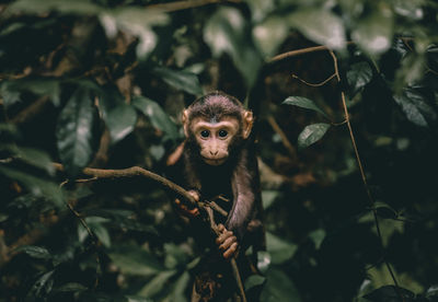 Close-up of monkey