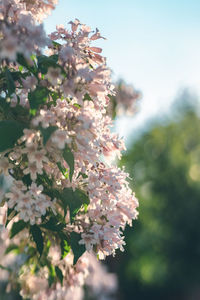 Close-up of cherry blossom tree