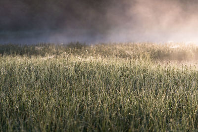 Crops growing on field