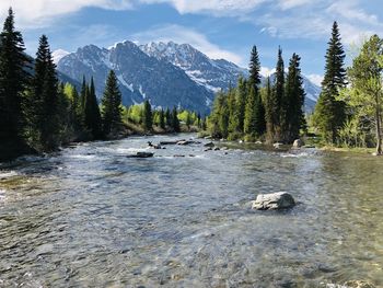 Scenic view of river amidst trees against sky