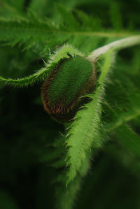 Close-up of plant