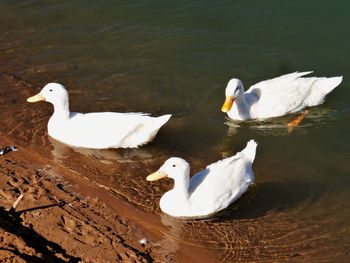 Three white ducks on a lake