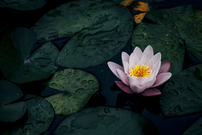 Beautiful water plants floating in the water like lotus in soft natural light.