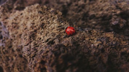 Close-up of ladybug on leaf