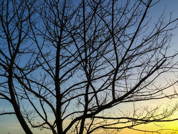 Low angle view of bare trees against sky