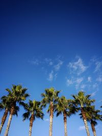 Low angle view of coconut palm trees against blue sky