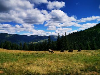 View of sheep on field against sky