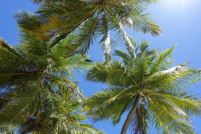 Low angle view of palm trees against blue sky