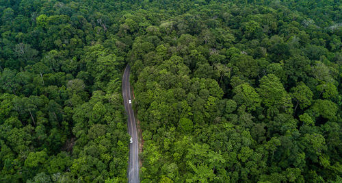 High angle view of trees in forest