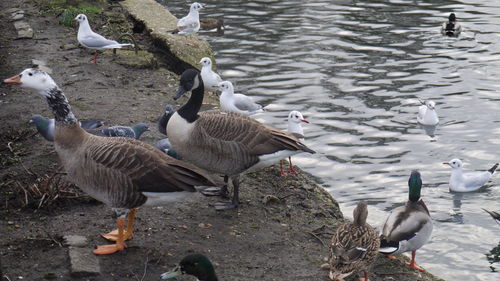 Flock of birds in lake