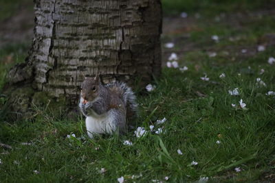 View of an animal on field