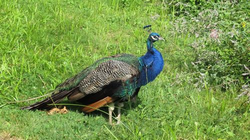 Peacock in a field