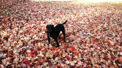 Dog on dry autumn leaves