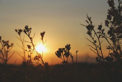 Close-up of silhouette plants against sky during sunset