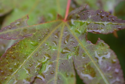 Close-up of raindrops on maple leaves