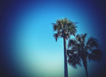 Low angle view of tree against blue sky