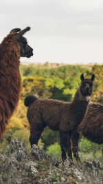 Llama standing on a forest