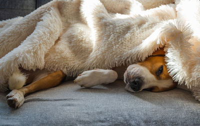 Adorable beagle dog sleeps on a sofa under blanket. selective focus