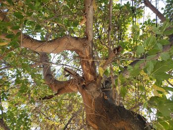 Low angle view of tree in forest