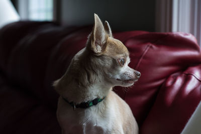 Close-up of dog sitting on sofa at home