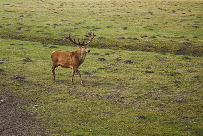 Deer standing on field