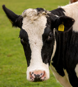 Close-up portrait of a cow