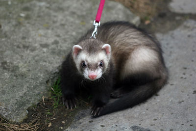 High angle portrait of ferret