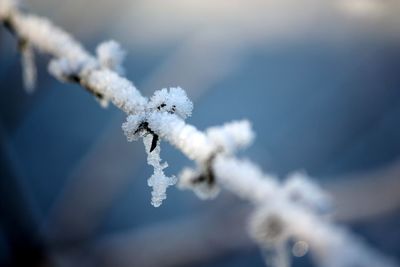 Close-up of frozen leaf during winter