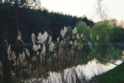 Plants by trees against sky