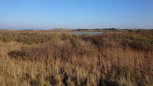 Scenic view of field against clear blue sky