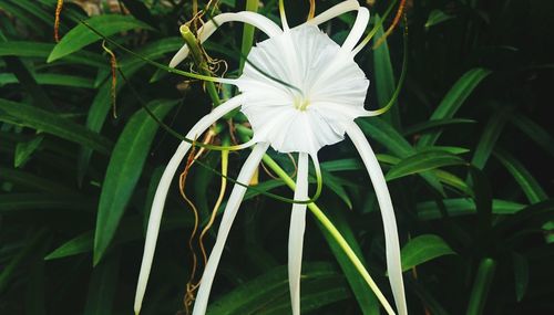 Close-up of white flower blooming outdoors