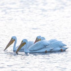 Swans swimming in sea