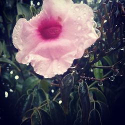 Close-up of wet rose blooming outdoors