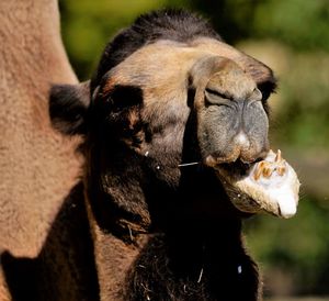 Close-up of a horse