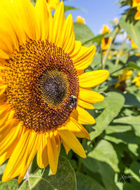 Close-up of bee on sunflower