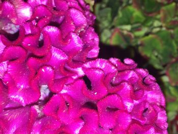 Close-up of pink flower blooming outdoors