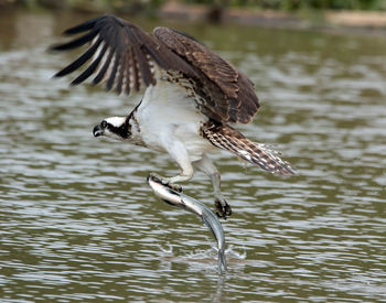 Bird in water