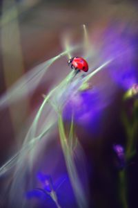 Close-up of ladybug on flower