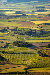 Paddy field. green vineyard vertical landscape in la font de la figuera, valencian tuscany, spain