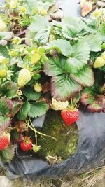 High angle view of fruits growing on plant