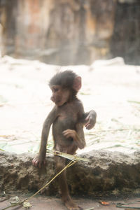 Monkey sitting on rock