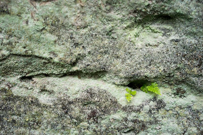 Full frame shot of rock