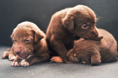 Close-up of dog lying on floor