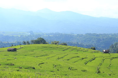 Scenic view of agricultural field against sky