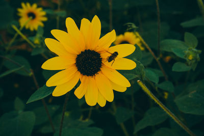 Close-up of yellow flowering plant