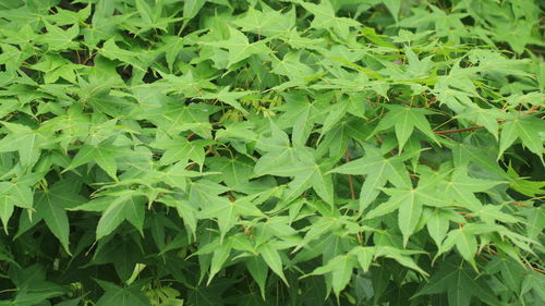 Full frame shot of leaves on field