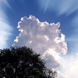 Low angle view of tree against sky