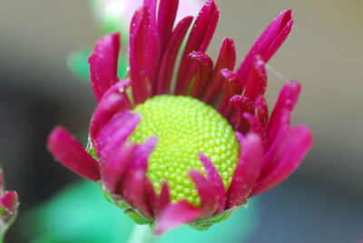 Close-up of pink flower